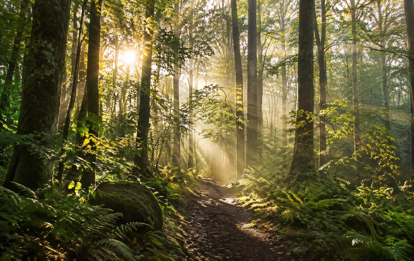 I Went Forest Bathing — and It Changed My Nervous System